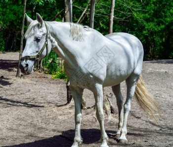 动物美丽的白马在树中行走常设自然图片
