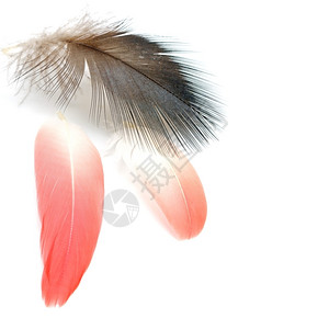 以白色背景孤立的鸟类羽毛精美一种颜色背景图片