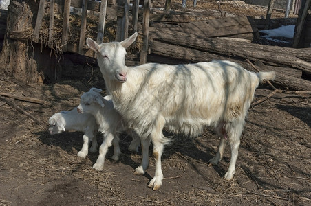 两个可笑的山羊孩子见到母亲在牧场白色的孩子们美丽背景图片