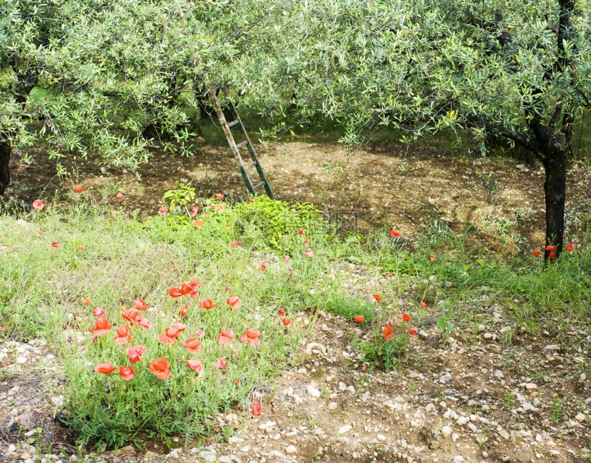 红色的沃克吕兹特雷斯法国Vaucluse的橄榄果园播种季节期间花红色对比反差图片