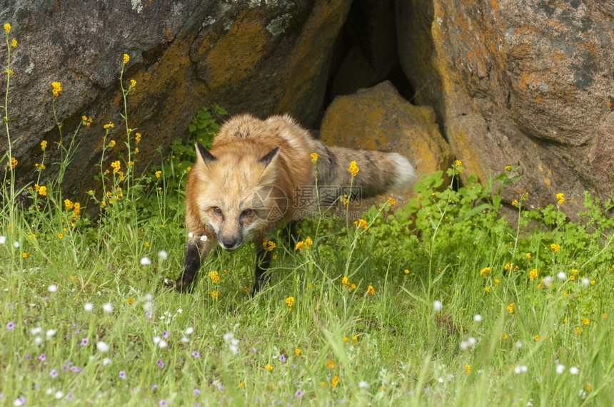 岩石黄色的窝红狐在绿草和黄花中捕猎带岩洞图片