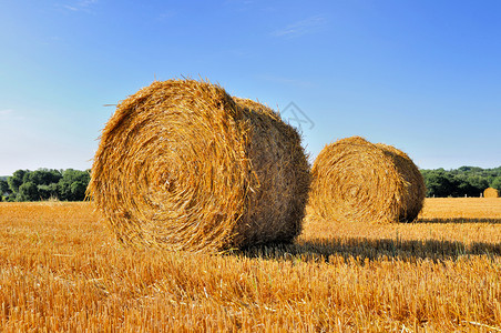 农业稻草一种蓝天空下片田地里的干草图片