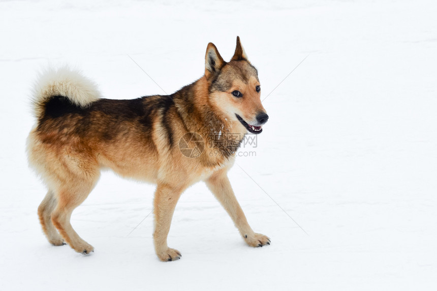 站在白色雪地上欢笑的飞毛狗整天站在白色雪地上宠物有趣的小狗站在白色雪地上流浪肖像常设图片