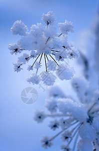 蓝色的温度户外冬天冷冻植物雪形成态图片