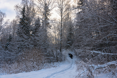 一小群游客在寒冷的冬季云天穿过雪覆盖的森林旅游人数很少白雪皑冬天一种图片