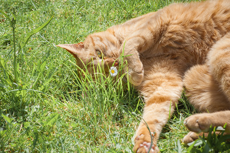 花园里惬意的猫咪图片