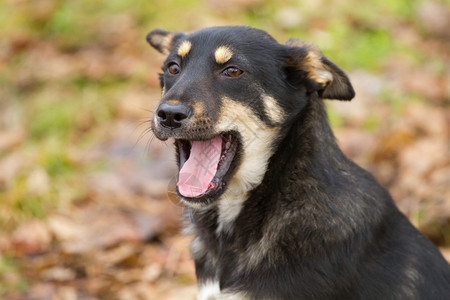 可爱的犬类喜悦小狗牧的肖像图片