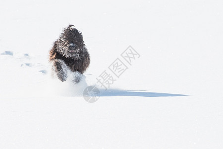 跑步Bergamasco牧羊犬黑在新雪中奔跑贝加莫训练图片