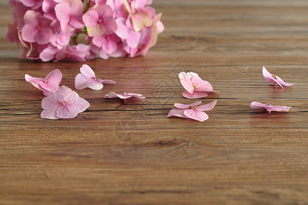 大叶子一个粉红色的Hydranga被木制背景隔离的图片