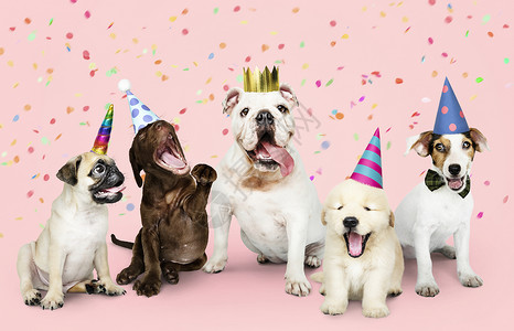 派对可爱的犬类穿着服装狗生日晚会背景图片