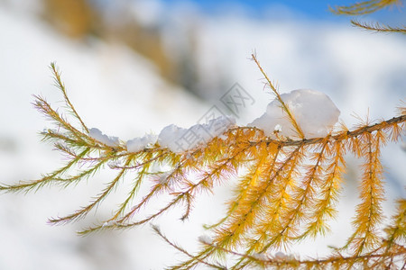 被雪覆盖的落叶松图片