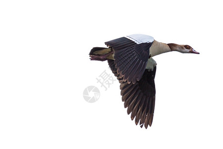 飞科时代动物黑色的埃及高鹅阿洛波琴以黑色和白翅膀在飞行中时代背景
