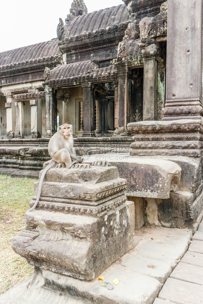 废墟寺庙长尾有芒果水的长尾马甲猴柬埔寨吴哥Wat遗产图片