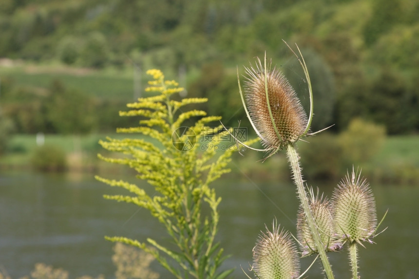 自然旅行卢森堡Moselle河的流景点谷图片