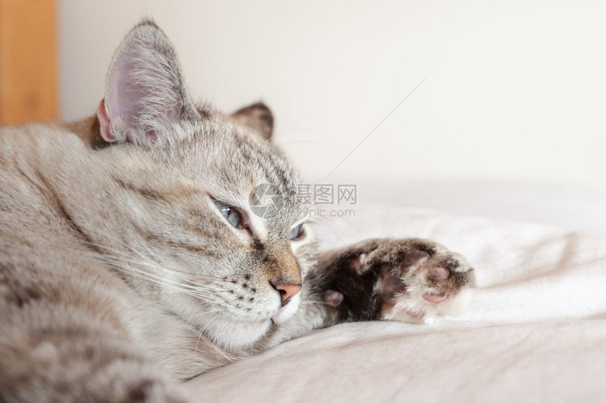 棕色格子欧洲猫上小的粗肖像咪虎斑漂亮的图片