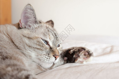 棕色格子欧洲猫上小的粗肖像咪虎斑漂亮的图片