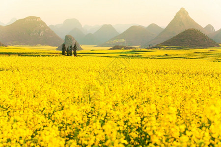 该字段的花朵满的字段春时芥子田的多彩风景日出时在山谷盛开黄芥子花明亮而美丽的芥子花朵全盛于云南市丰盛的黄色背景