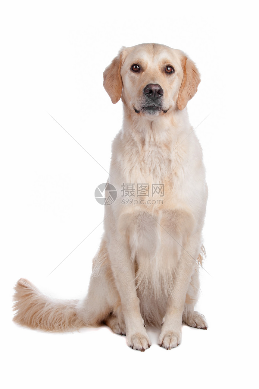 犬类动物拉布多重新挖掘布多在白色背景上被孤立的拉布多出去图片