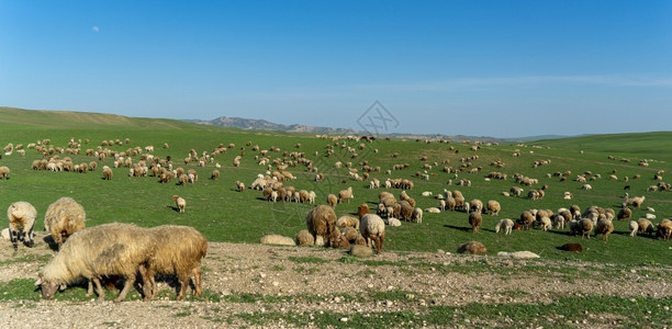 草原上吃草的牛羊群图片
