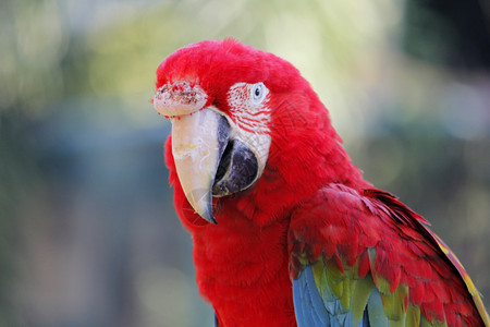 动物园中美丽的金刚鹦鹉照片禽类自由鸟图片
