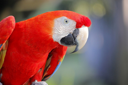 野生动物禽类门户14动物园中美丽的金刚鹦鹉照片图片
