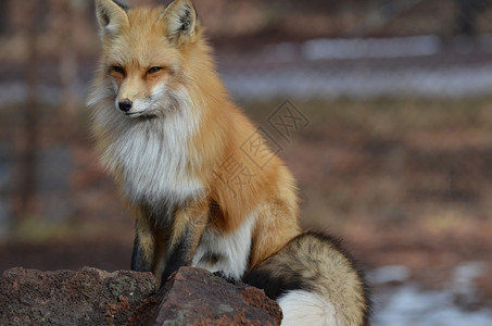 坐着哺乳动物可爱的美丽红狐狸有条毛绒尾巴图片