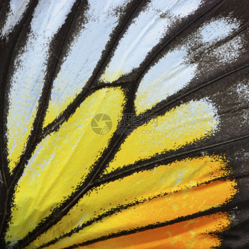 有质感的地自然纹理来黄蝴蝶和橙色翅膀背景衍生的图片