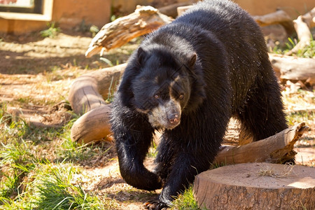 一只大黑熊在南非公园里漫步冷杉荒野动物图片