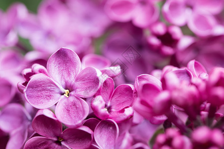 颜色背景与五六的花朵丁香背景与五颜六色的花朵丁香黄春天图片