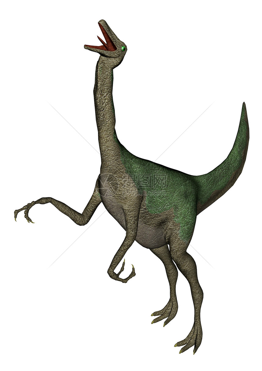 背景鸡Gallimimimus恐龙在白色背景下咆哮三维转化鸵鸟图片