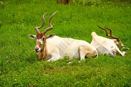 野生动物群躺在草地上动物园里拍摄的图片自然图片