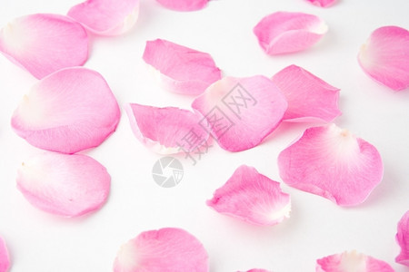 明亮的白色背面玫瑰花瓣浪漫美丽背景图片