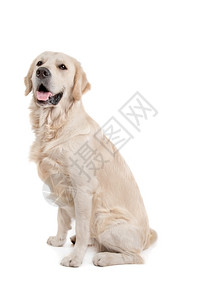 寻回犬白色背景面前的金寻器哺乳动物犬类背景图片