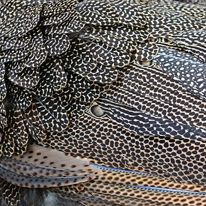 尾巴巨大的阿尔古斯羽毛背景的多彩型鸟类羽毛热带丰富多彩的图片