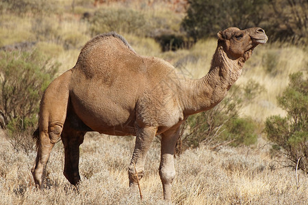农场单峰驼澳大利亚北部地区阿拉伯骆驼北区旅游高清图片