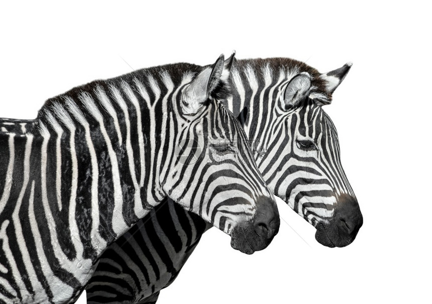 条纹旅行两只被孤立在白色的斑马动物身上年轻斑马Zebras肖像关闭了两只被孤立在白色的斑马动物身上年轻斑马黑色图片