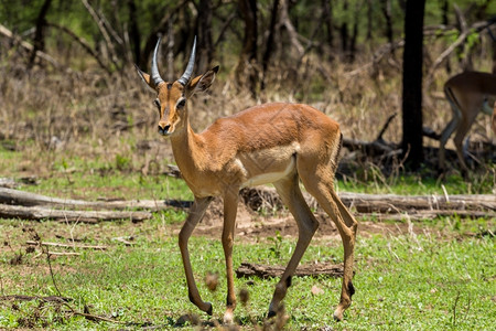 哈博罗内贝拉丘哺乳动物草食博茨瓦纳哈罗内狩猎保护区Impala背景