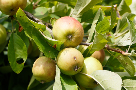 夏天红苹果和绿在树上成熟农业水果叶子图片