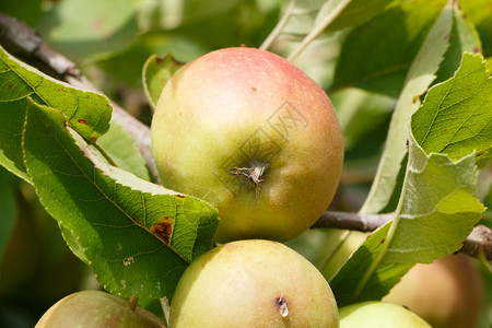 夏天农业收成季在果园的苹树上成熟图片