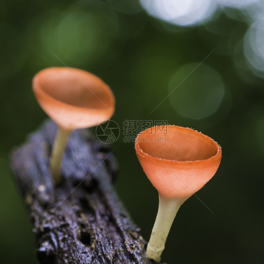 美丽的红蘑菇香槟雨林中的丛橙杯子图片