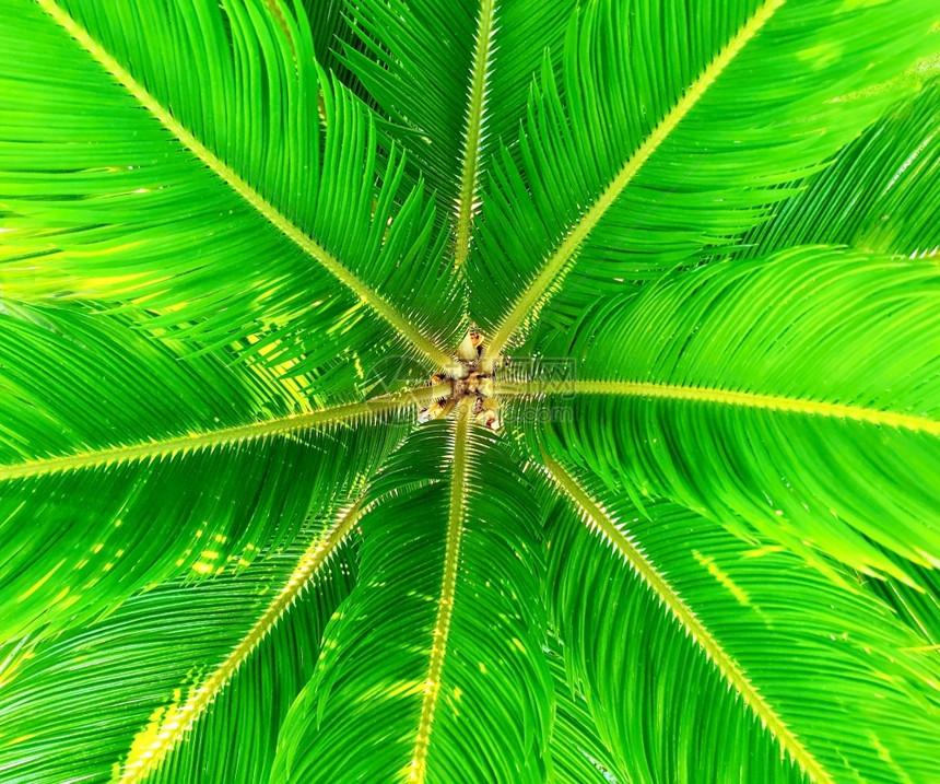 全框架抽象背景带有绿细胞叶植物群分支热带图片