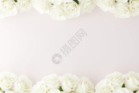 白色玫瑰花背景图片