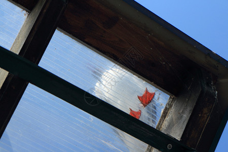鸟爪子在透明屋顶上一只海鸥的双红网爪常设图片