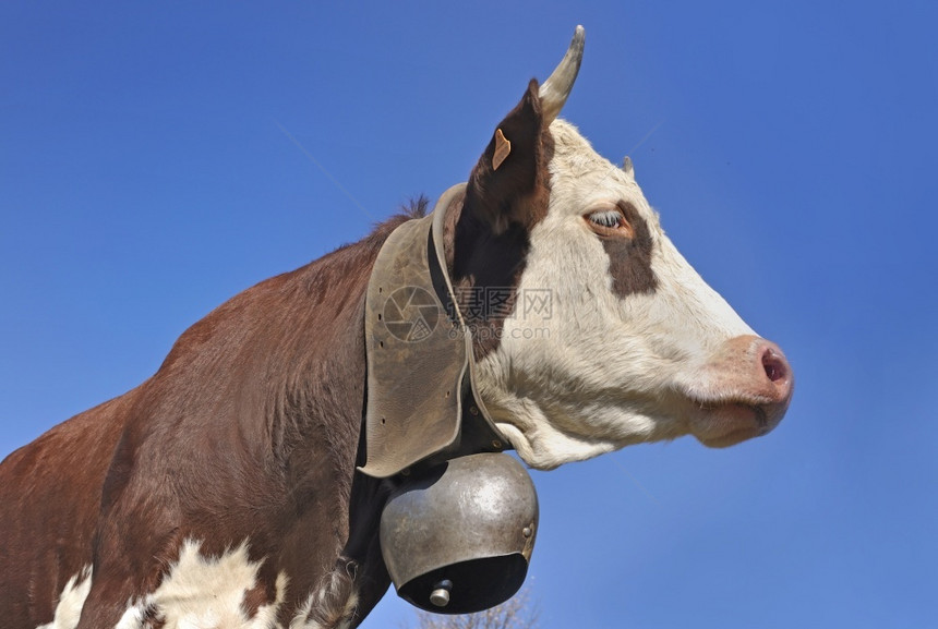 喇叭高山棕色和白的奶牛脸部戴着蓝天空背景的钟声动物棕色图片