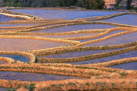 地点阳光字段云南地区著名的田大米图片