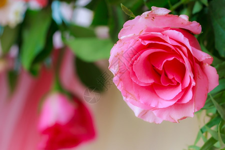 花瓣美丽玫瑰颜色图片