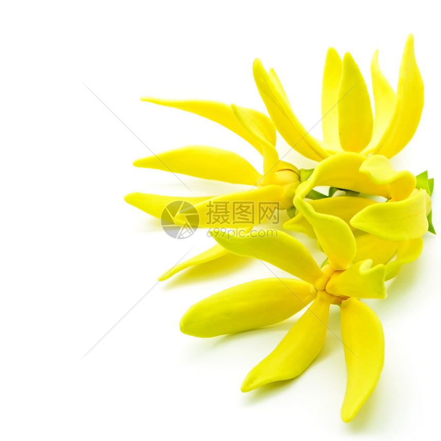 黄色茯苓图片