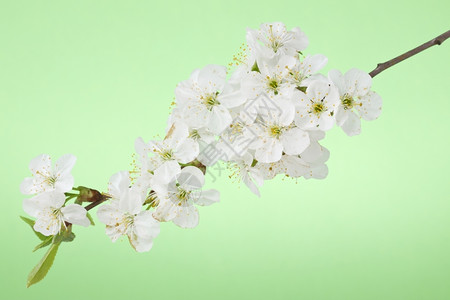 春日的樱花图片
