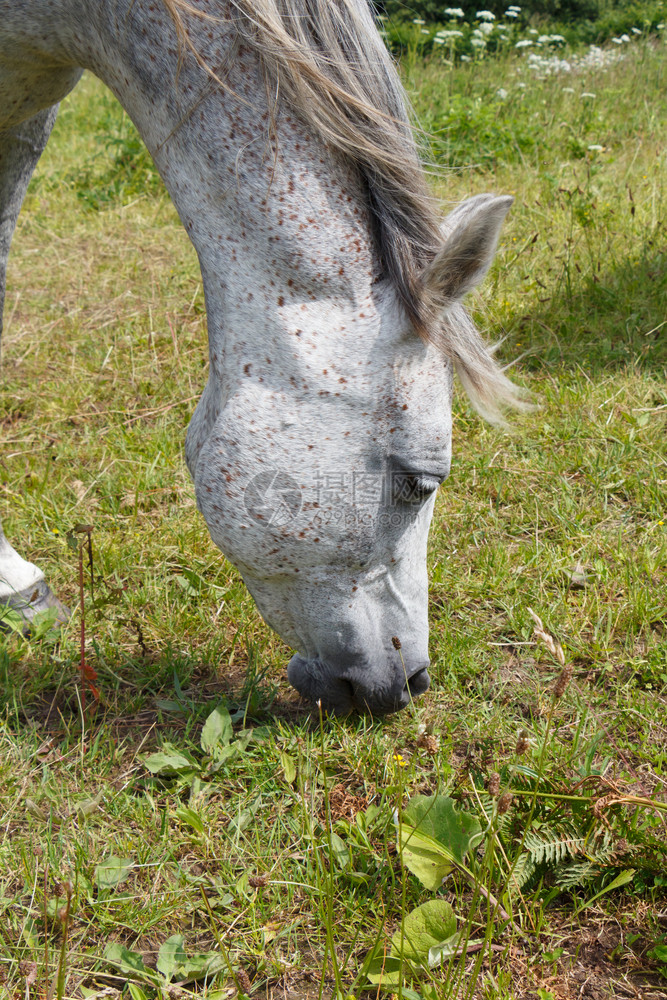 在布列塔尼的一个田地上放牧的灰色马头草术栅栏图片
