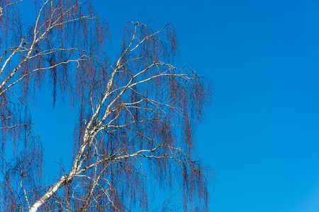 户外晴天在日落之无叶不对着蓝色的天空连树上布满白季节图片